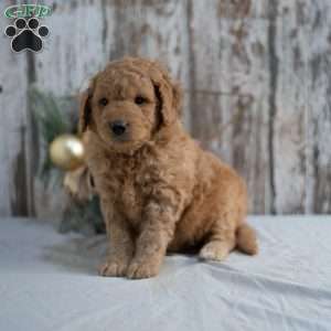 Gunther, Mini Goldendoodle Puppy